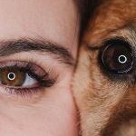 Cómo ven los perros