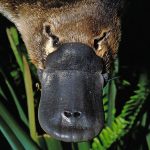 ¿El veneno del ornitorrinco es mortal?