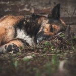 Síntomas de que un perro se va a morir