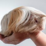 Cobaya peruana o peruviana: cuidados y características