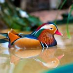 Animales exóticos del mundo: descubre los más sorprendentes