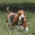 Perro sabueso español - Características, carácter y cuidados