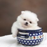 Las razas de perros tacita de té: guía completa