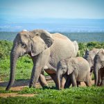¿Cuánto pesa un elefante?