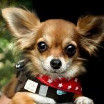 Razas de perros pequeños que no crecen mucho