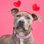 Corazones peludos: Amor de cuatro patas