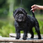 Todas las razas de perros pequeños - Con fotos