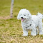 Caniche o poodle mediano: características y cuidados