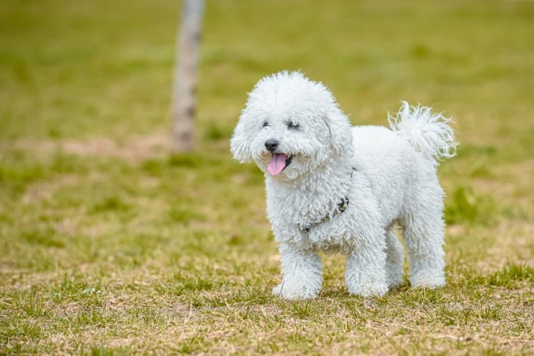 Caniche o poodle mediano: características y cuidados
