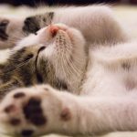 ¿Cuántos dedos tienen los gatos?