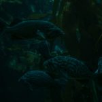 Peces abisales – características, nombres y fotos