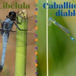 Diferencias entre libélula y caballito del diablo
