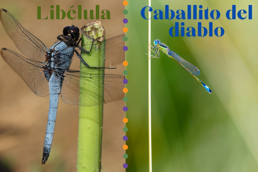 Diferencias entre libélula y caballito del diablo