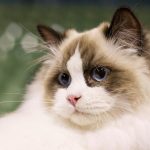 Los 10 gatos más bonitos del mundo