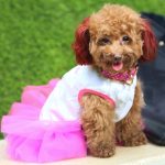 ¿Estás tratando a tu mascota como un humano? Descubre las consecuencias de humanizar a perros y gatos