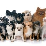 Tipos de CHIHUAHUA - Nombres, Características