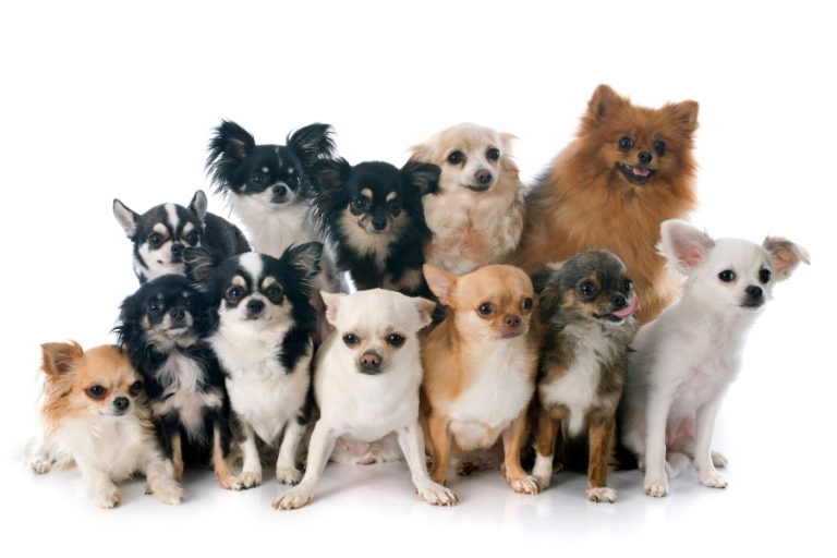 Tipos de CHIHUAHUA - Nombres, Características