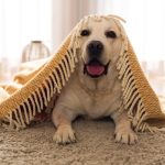 La edad del perro en años humanos: cómo calcularla