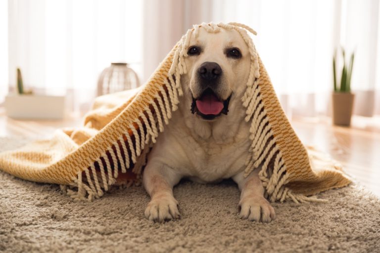 La edad del perro en años humanos: cómo calcularla