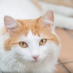 Gato Van turco - Características, carácter y salud