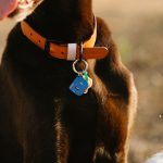 Nombres para perritas originales y bonitos