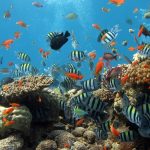 Tipos de peces - Clasificación, características y ejemplos