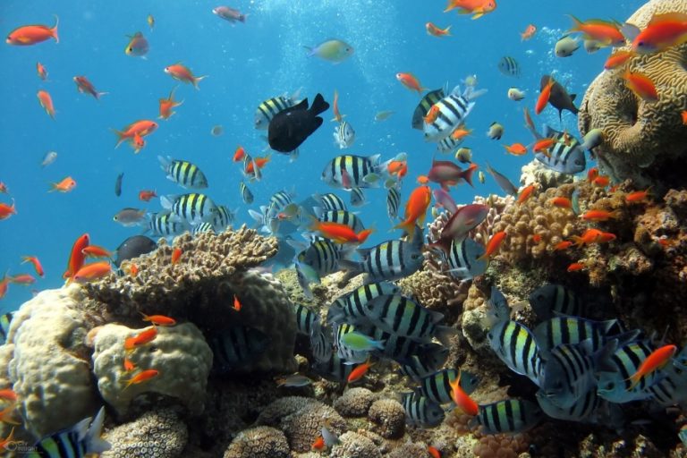 Tipos de peces - Clasificación, características y ejemplos
