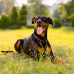 Perro Dóberman pinscher - Características, carácter y cuidados