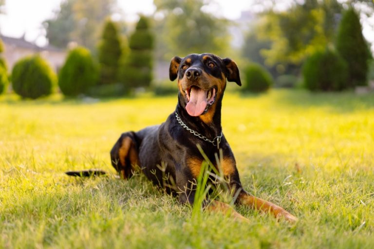 Perro Dóberman pinscher - Características, carácter y cuidados