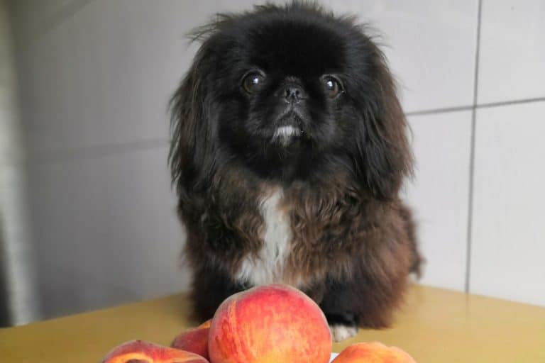 ¿Los perros pueden comer melocotón o durazno?