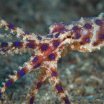 Los animales más venenosos del mundo