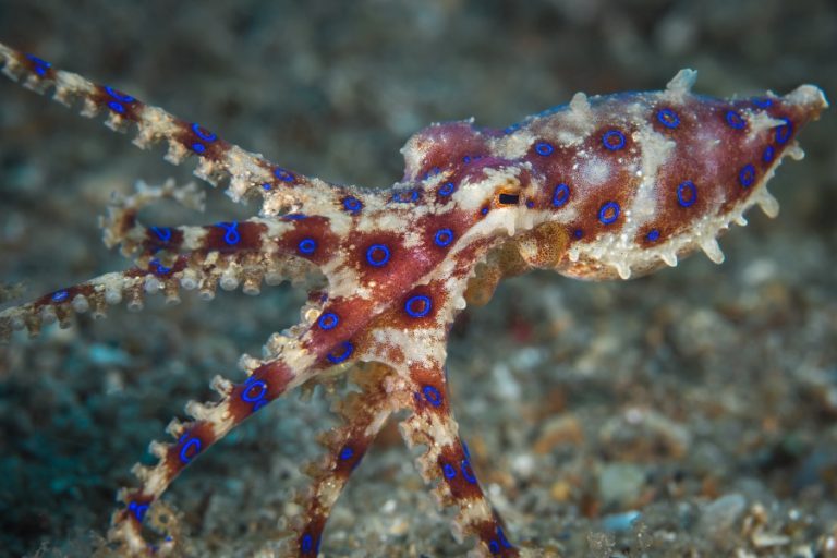 Los animales más venenosos del mundo