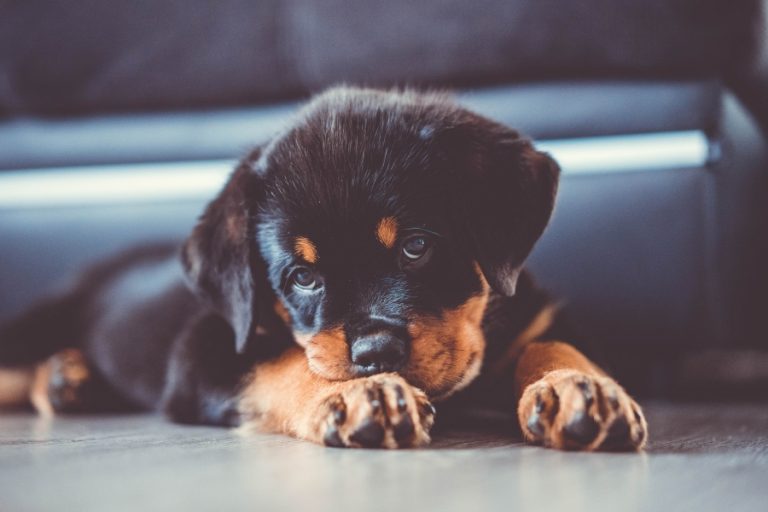 Cuidados de un rottweiler cachorro