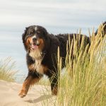 ¿Paseas con tu perro en verano? Cuidado con las espigas del monte