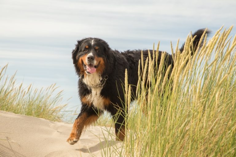 ¿Paseas con tu perro en verano? Cuidado con las espigas del monte