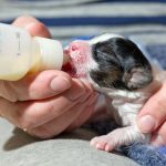 Tipos de biberones para crías de animales: ¿Cuál es el más adecuado?