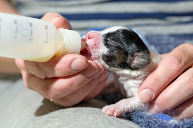 Tipos de biberones para crías de animales: ¿Cuál es el más adecuado?