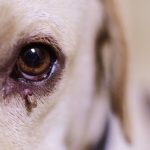Garrapatas y mascotas: riesgos, prevención y tratamiento