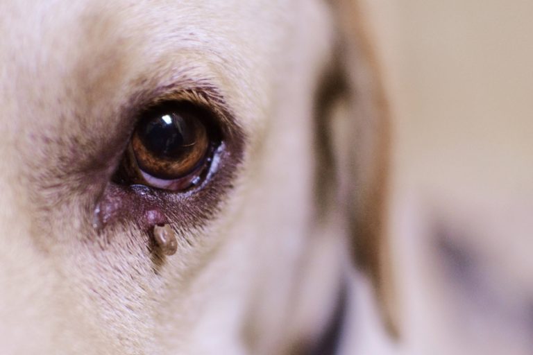 Garrapatas y mascotas: riesgos, prevención y tratamiento