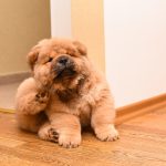 Pulgas en las mascotas: cómo detectarlas, prevenirlas y eliminarlas
