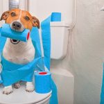 Remedios caseros para la diarrea en perros