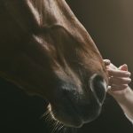 ¿Cuánto vive un caballo? Guía completa sobre su longevidad