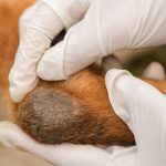 Tumores de piel en perros: