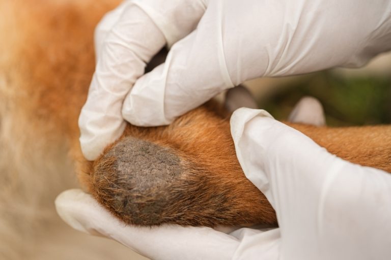 Tumores de piel en perros: