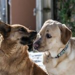 ¿Cuánto dura el celo de una perra?