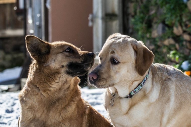 ¿Cuánto dura el celo de una perra?