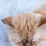 Tiña en gatos: síntomas, contagio y tratamiento