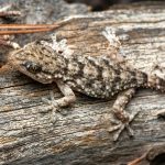 ¿La salamanquesa es venenosa? Descúbrelo aquí