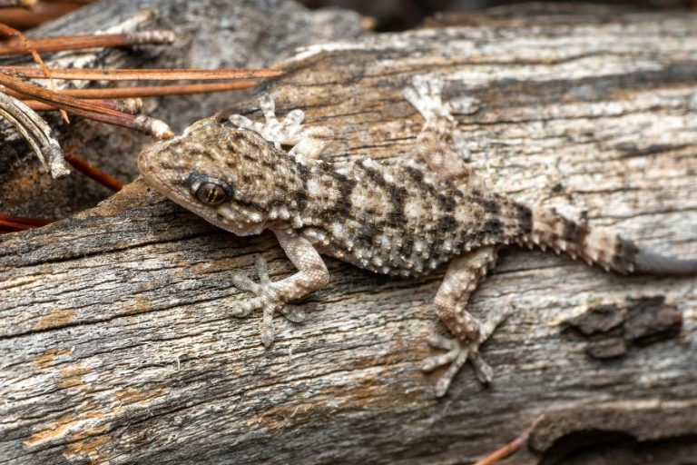 ¿La salamanquesa es venenosa? Descúbrelo aquí