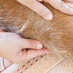 Tipos de picaduras en perros: síntomas y cuidados